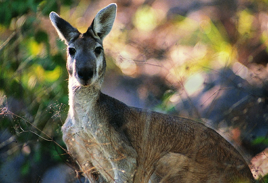 Kanguru Antilopine (Macropus Antilopinus)