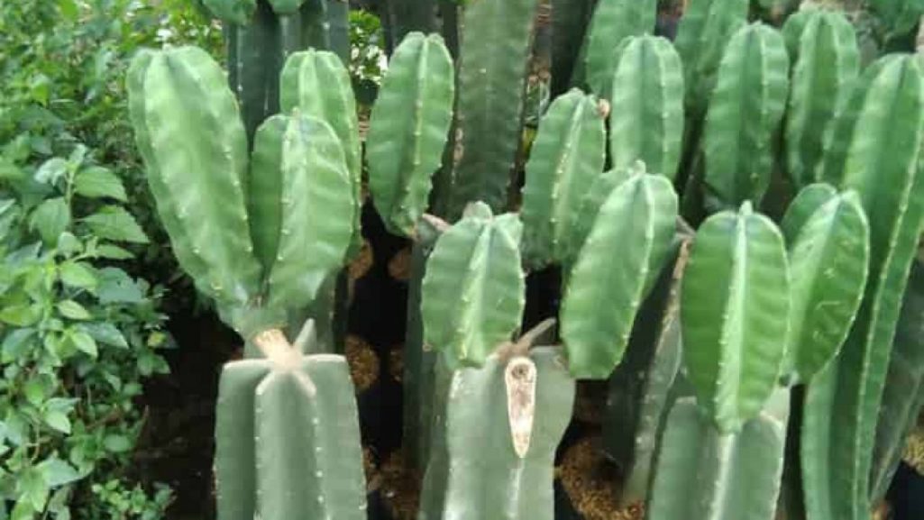 Satu ciri khusus batang salah penyimpanan kaktus adalah tanaman 7 Ciri