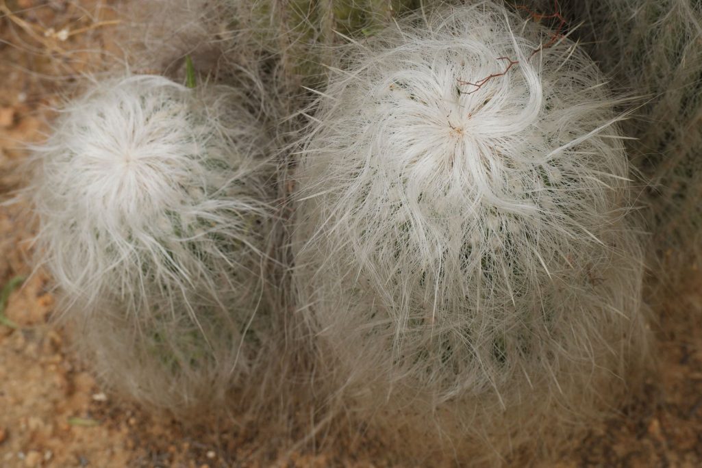 kaktus berbulu