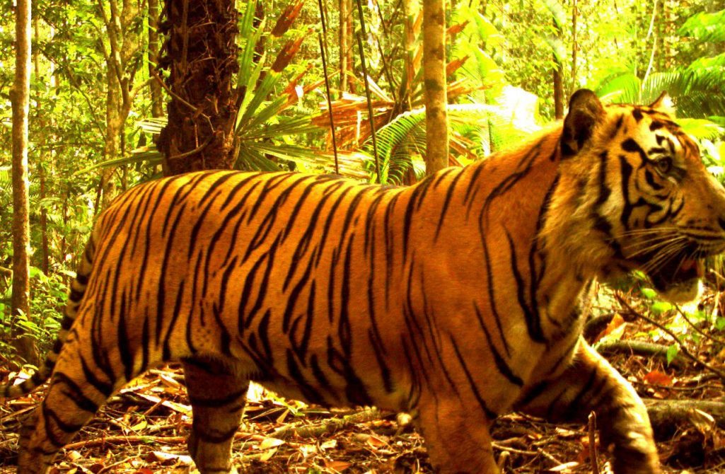 fakta loreng harimau sumatera