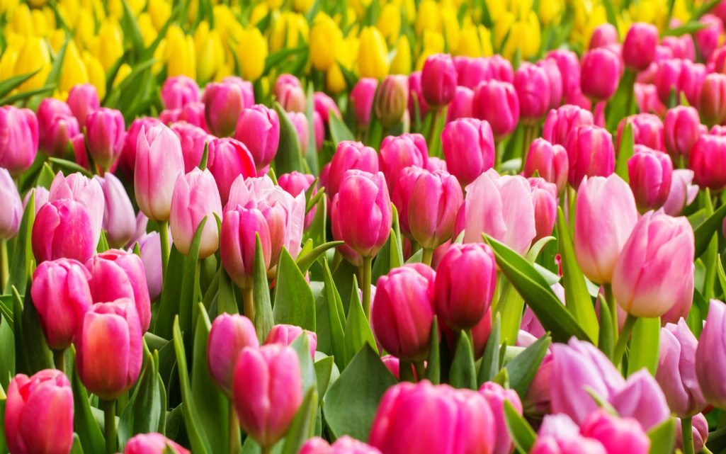 ciri ciri bunga tulip