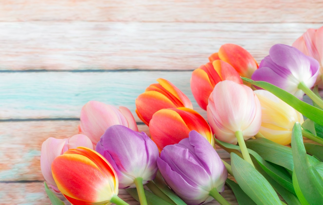 fakta bunga tulip