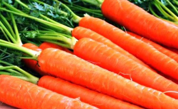 cara menanam wortel