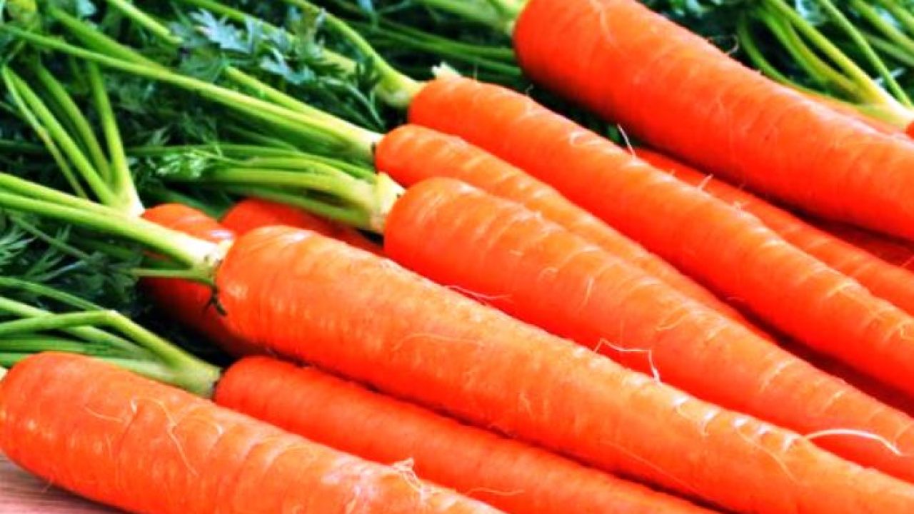 cara menanam wortel