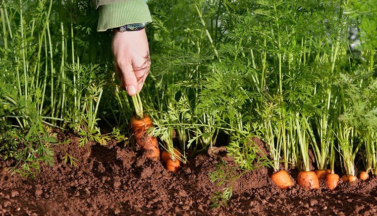 Cara menanam wortel