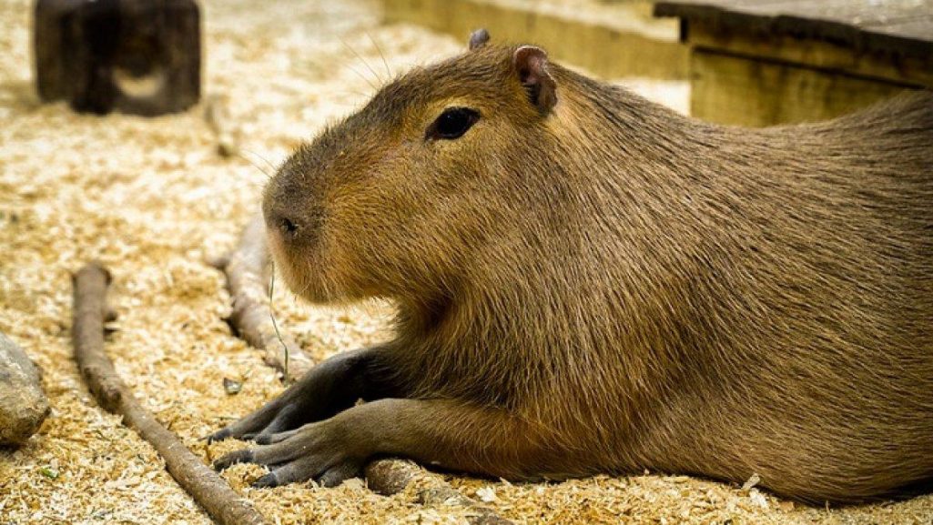 kapibara mirip marmut